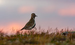 Heilo ved solnedgang