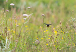 Humla suse i blomster-engen? Nei.