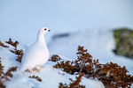 Høyfjellets hvite engel