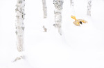 Fargeklatt i vinterskogen
