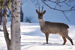I bjørkeskogen på Glåmos