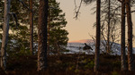 Tiur i skogen