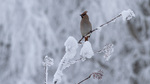 Sidensvans i snøhvit natur 