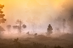 Morgenhvil