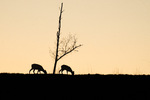 Tvillingene i solnedgang 