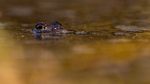 Aldri Alligator