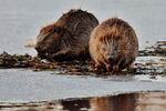 Bever i Bymarka i Trondheims utfartsterreng