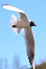 Hettemåke 
