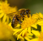 Pollination