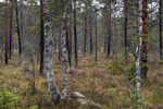 Ved myrkanten. 