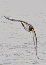 Tjeld inn for landing