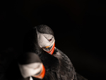 Lundepar i mørke omgivelser