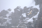 Fjellvåk 