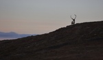 Kongen av fjellet
