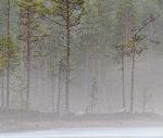 Ved tjernet i skogen.