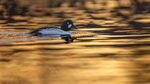 Golden Eye, Golden Sea