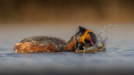 horndykker med fangst