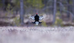Landing 