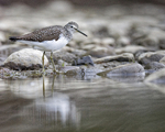 skogsnipe