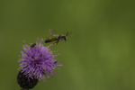 Engjordbie på vei til en ny blomst