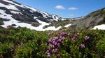 Vår i fjellet