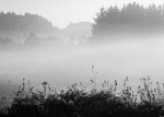 Misty Morning