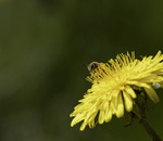 Blomsten og bien