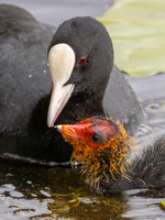 Feeding