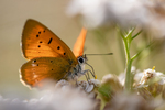 Oransjgullvinge