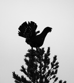Julestjerna.Fotografert i Vefsn, Nordland.