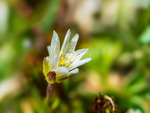 Brearve (Dichodon cerastoides)