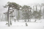 Vinter i fjellskogen