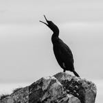 Great Cormorant in Silhouette