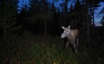 Elgku i natten