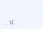 Svalbard buddies