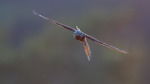 nattravn i flukt
