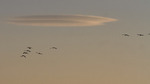 Traner og ufosky