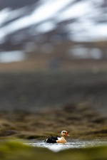 Vårens konge