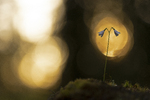 Linnea borealis
