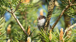 Stjertmeisunge