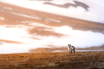 Fjellreven i midnattsol