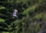 Lappugleflukt i granskogen