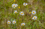Naturens blomster