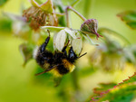 Summing blant bringebærblomstene