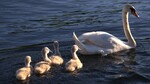 Svane familie i Drammens elva