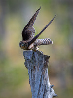 Takeoff