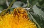 Håper ikke denne har pollen allergi
