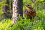 Røy i blåbærskogen