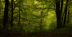 Vår i Bøkeskogen