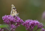 Sommerfugl på blomst